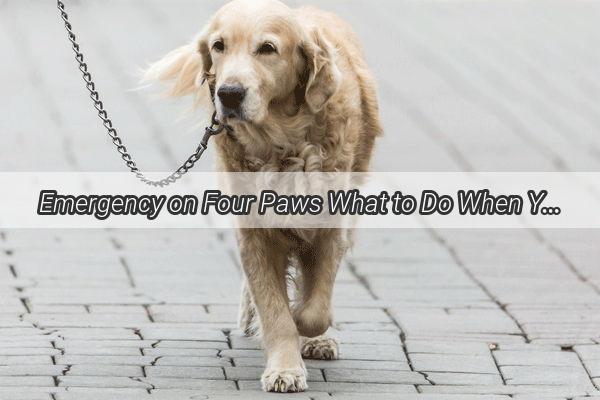 Emergency on Four Paws What to Do When Your Dogs Gut is Showing Signs of Distress